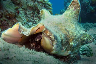 Species Spotlight: Aliger gigas, the Queen Conch