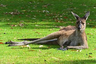 If We Compared Male Athletes To Kangaroos In The Same Way We Compare Female Athletes To Male…