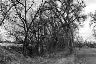 The Highline Canal Trail March 2020