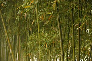 Bamboo — the most Chinese Plants