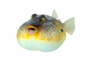 Think Big: What your startup can learn from Pufferfish