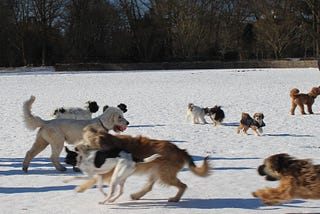 This is a photo of around ten dogs playing in the snow