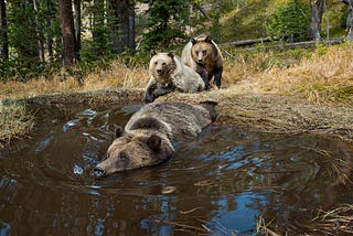 Yellowstone Live- NatGeo’s Four-Day TV Event — Inspires, Awes & Hopefully Activates Viewers