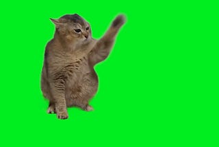 British Shorthair Cat Fight 60fps 4k Green Screen