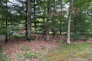 Edge of lawn bordered by trees.