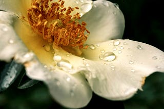 The Intelligence Bringing Shape and Form to Flowers