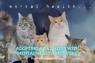 Adopting a Cat Helps with Mental Health Recovery