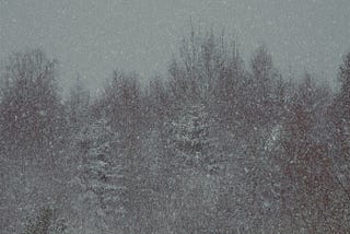 The Quiet Elegance of Winter’s Embrace