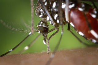 Podcast Saúde em pauta — Estado em Alerta Para a Dengue