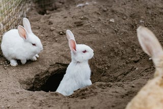 Three rabbits in a dirt field, one partially in a hole