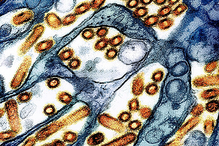 The avian influenza is a problem beyond birds.