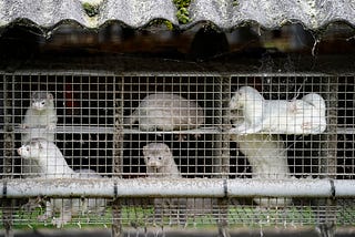 Scientists are worried that the Minks Bird Flu outbreak might lead to a pandemic