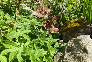 Tiny Dwellings Hidden In The Undergrowth