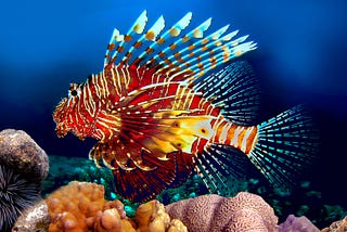 Picture of a lionfish