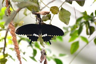 Common Mormon (male)