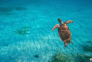 SWIMMING WITH GREEN SEA TURTLES