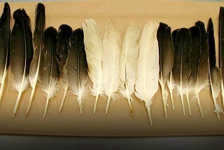Buy Beautiful Feathers Of Some Exotic Species Of Birds