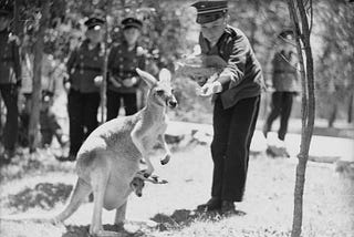 A boy wearing a band uniform feeds a wallaby in a park.