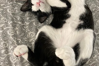 Black and white (tuxedo) cat laying curled on its back with paws curled, white belly showing, against grey paisley background
