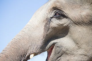 Photo of an elephants head in profile, taken by Anne Swagers on Unsplash