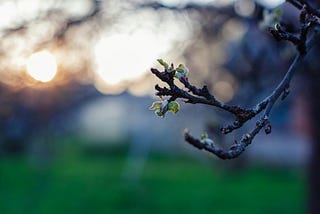 Apple tree branch with a blurred field background as sunset