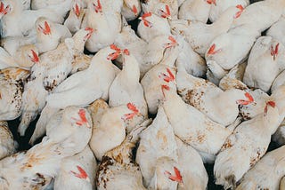 The Chicken Conundrum