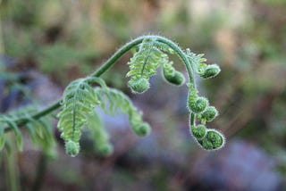 Fern Hunting: A Very Victorian Vagary