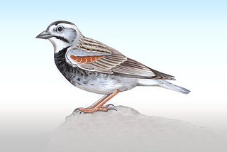 Illustration of McCown’s Longspur, a small brown and grey bird