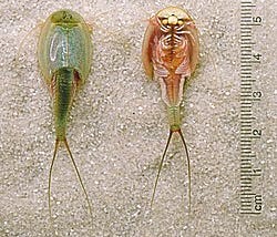 Triops Cancriformis