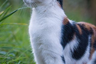 The Genetics of Why ALL Calico Cats Are Female