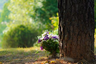 A small bouquet of purple and white clematis flowers at the foot of a tree.