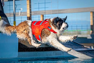 Homes in Littleton, CO have Doogie Dip Swimming Party