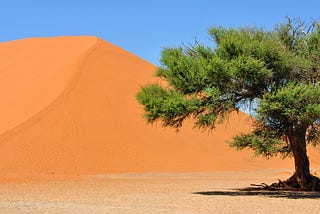 Who will plant a tree in the desert?