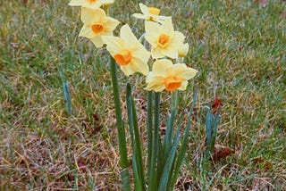 Daffodils /2