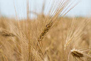 Syrian Harvest... When the Festival Begins!
