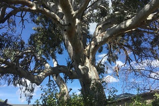 The Gum Tree