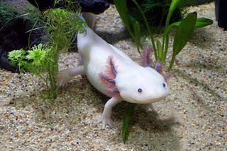 Meeting with an axolotl — a mysterious creature from the underwater world