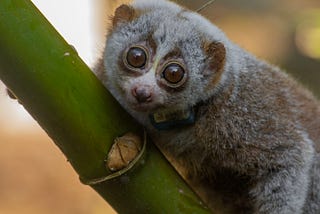 The Wild Can Be a ‘Death Trap’ For Some Rescued Wildlife Species