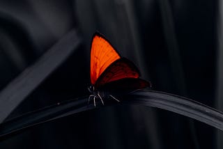 Butterfly
