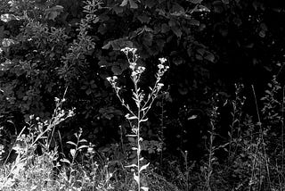 It’s Not Words, but Silence That Really Connects Us