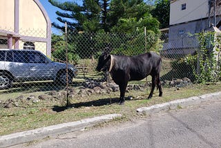 Cow On the Prowl