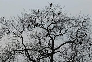 Biggest MLM Network Marketing Lesson From a Tree With Eagles