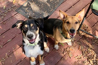 Two dogs posing outside