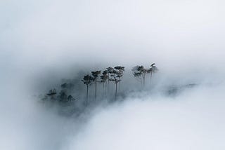photo showing fog and trees