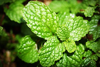 7 Ways to Get Whopping Benefits of Mint Leaves