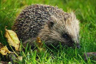 Simple Guide to Feeding Hedgehogs