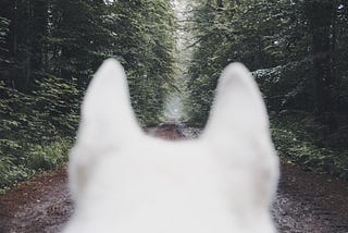 Wolves are White