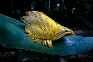 North America’s Most Venomous Caterpillar, The Furry Puss — please no touching