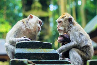 two adult monkeys having a conversation