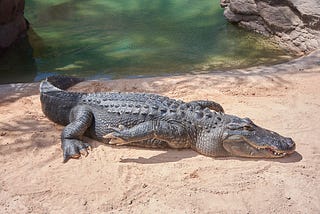 6 Cool Facts about Alligators